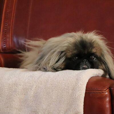 Teddy bear puppy blanket beige