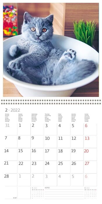 Calendrier Kalpa 30 x 30 cm Chats 2