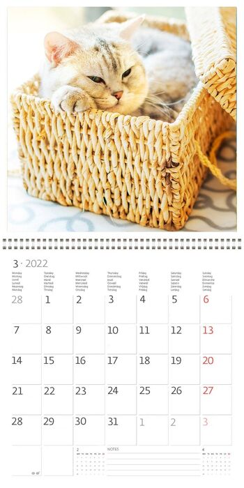 Calendrier Kalpa 30 x 30 cm Chats 3