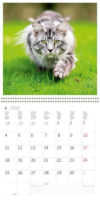 Calendrier Kalpa 30 x 30 cm Chats 4