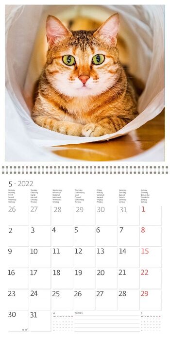 Calendrier Kalpa 30 x 30 cm Chats 5