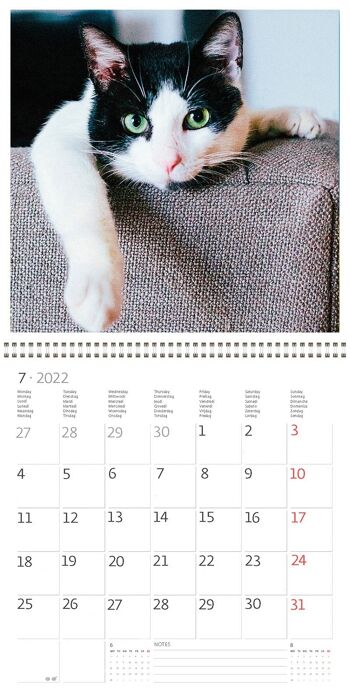 Calendrier Kalpa 30 x 30 cm Chats 7