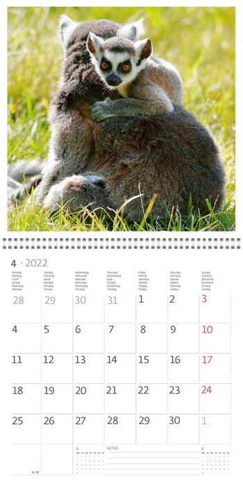 Calendrier Kalpa 30 x 30 cm Animal Friends 5