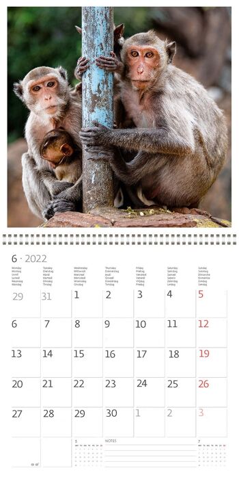 Calendrier Kalpa 30 x 30 cm Animal Friends 7