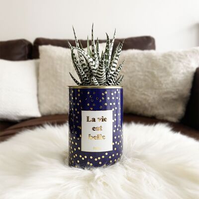 Cactus - Life is beautiful - Gold collection