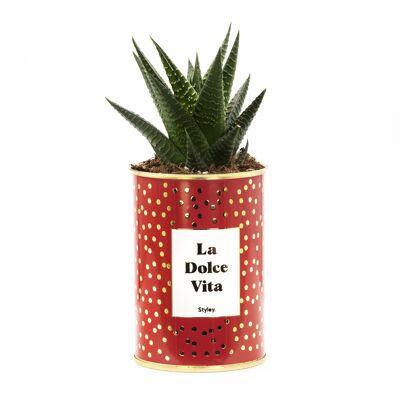 Cactus en pot -  Dolce Vita - Cadeau de Saint Valentin