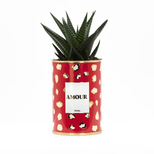 Cactus et plante grasse -  Amour -   Cadeau de Saint Valentin