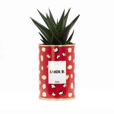 Cactus et plante grasse -  Amour -   Cadeau de Saint Valentin