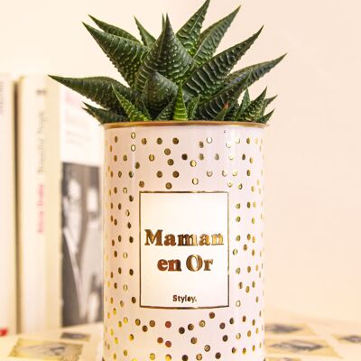 Cactus -  Maman en or -  Collection or