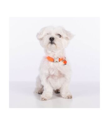 Collier pour chien Groc Groc Lucky Orange Vivid Chrome - M 2