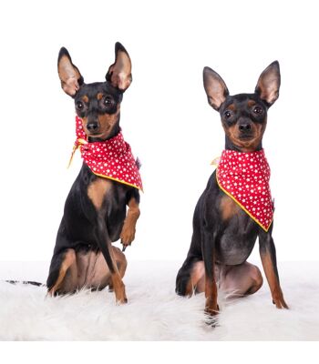 Bandana Echarpe pour chien Groc Groc Lara Red Stars-S 1