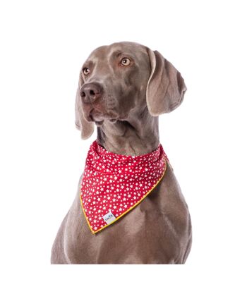 Bandana Echarpe pour chien Groc Groc Lara Red Stars-S 2